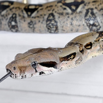 Snake