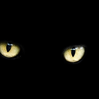 Cats eyes