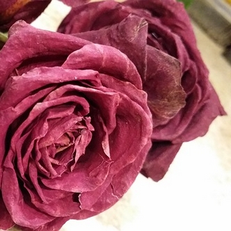 Wilted Rose