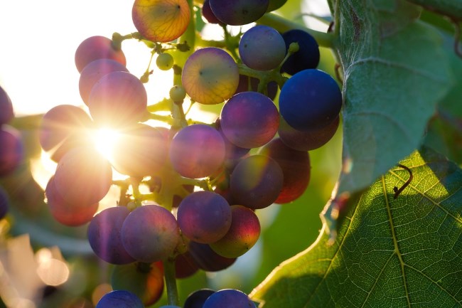 A bunch of grapes on the vine