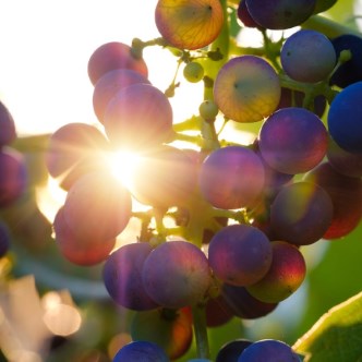 A bunch of grapes on the vine